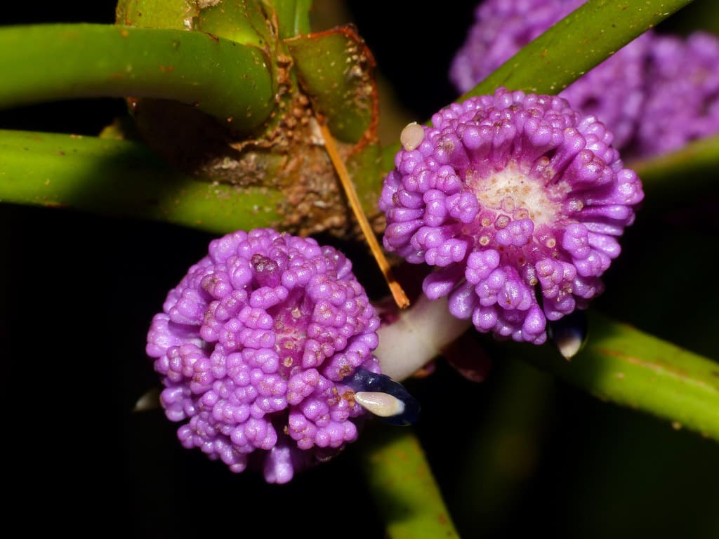 Urticaceae